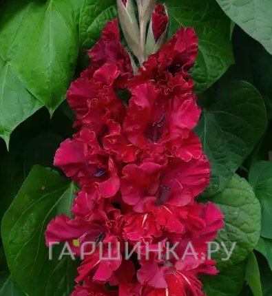 Гладиолус Исполин