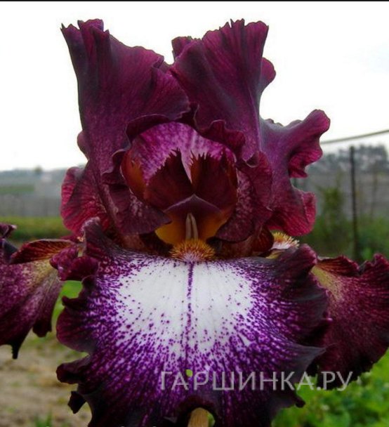 Ирис бородатый Литтл Степ