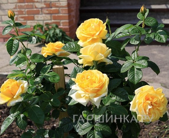 Роза Микеланджело чайно-гибридная, Топалович