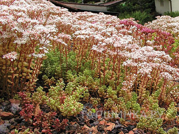 Очиток (седум) album Coral Carpet
