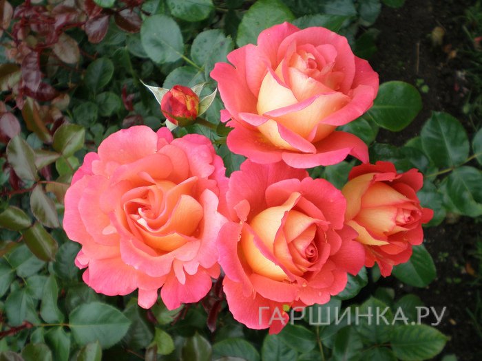 Роза Шанти флорибунда, Тантау