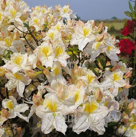 Рододендрон (Азалия) Schneegold
