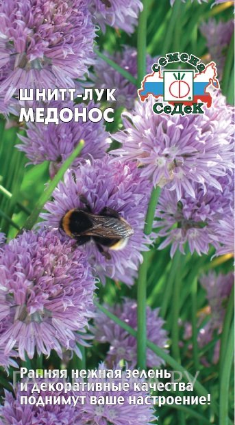 Семена Лук Шнитт Медонос