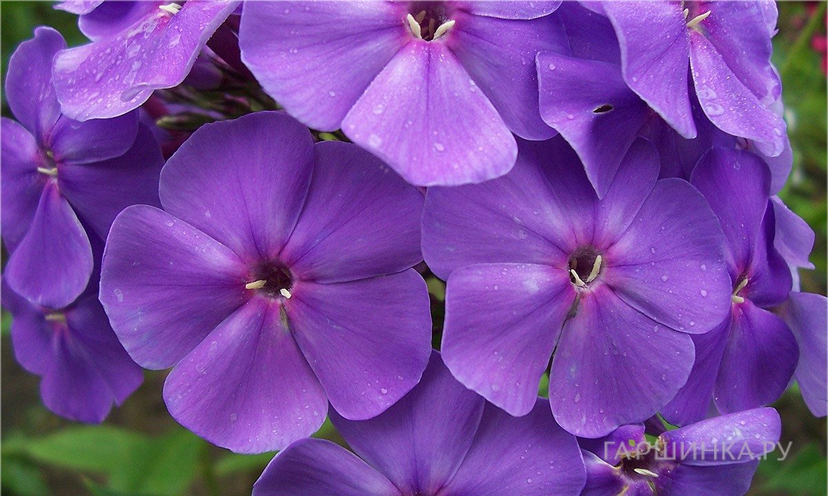 Флокс Синее море