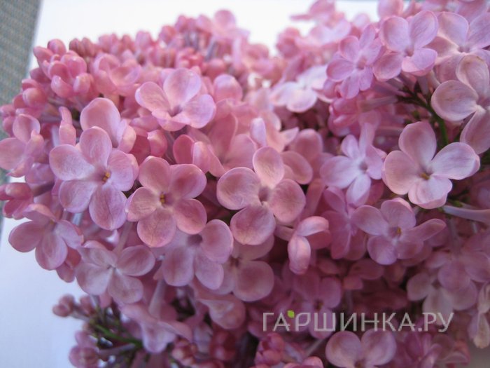 Сирень Майденс Блаш