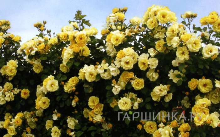 Роза Скайз зе Лимит плетистая, Викс