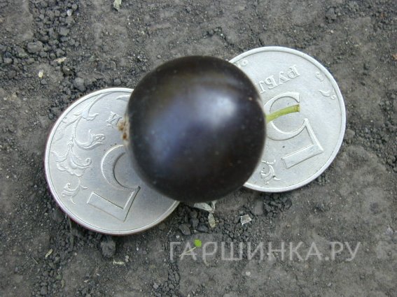 Смородина Ядреная черная
