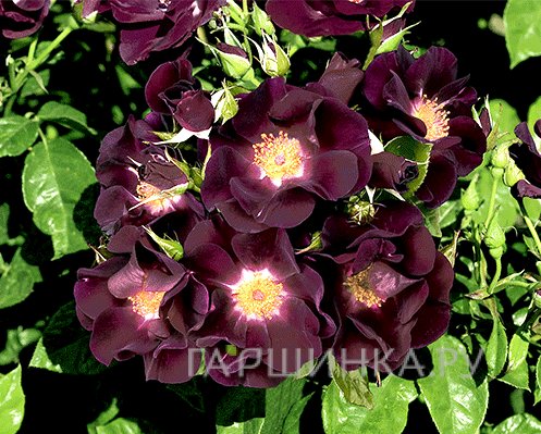 Роза Найт Оул, Викс
