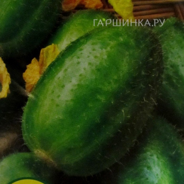Семена Огурдыня Фазано (10 сем.)