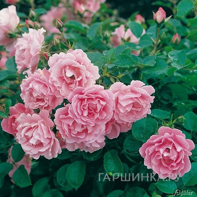 Роза Зоммервинд почвопокровная, Тантау (лиц)