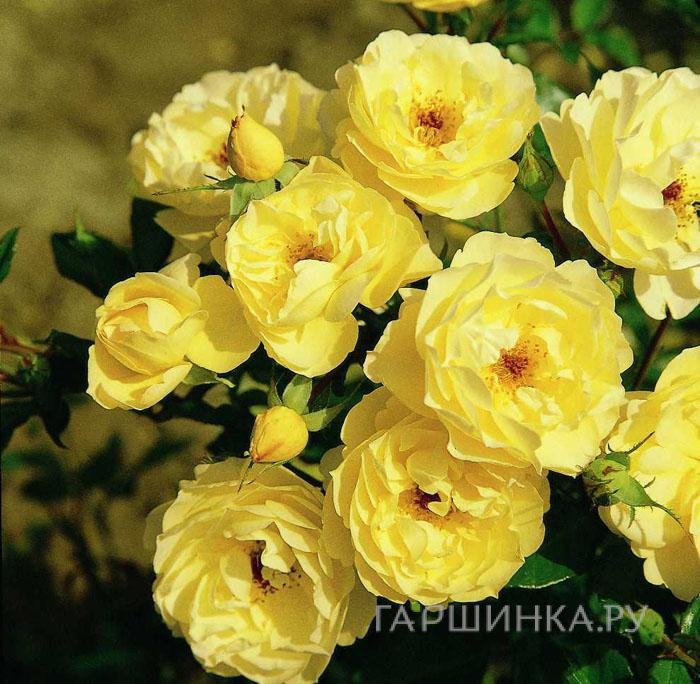 Роза Зоненширм почвопокровная, Тантау