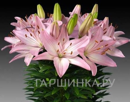 Лилия Сорокаба  азиатская низкорослая/2шт