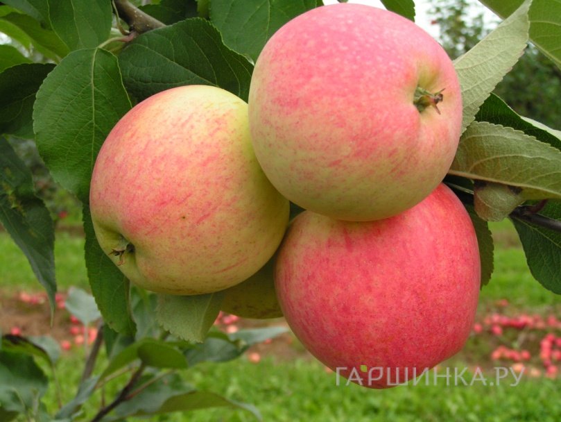 Яблоня Мечта с/п