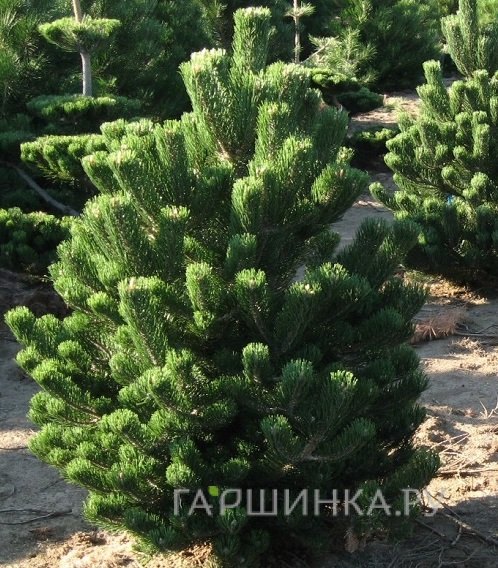 Сосна черная Орегон Грин