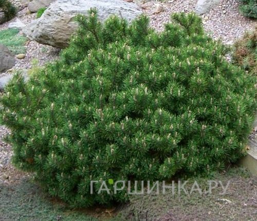 Сосна горная Гном