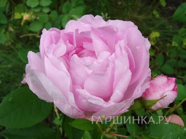 Роза Свит Аделина канадская парковая