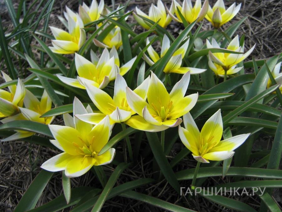 Тюльпан Тарда карликовый 10шт.