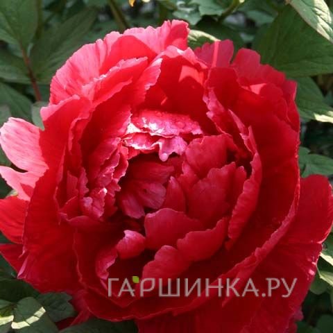 Пион древовидный Тайо