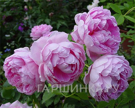 Роза Зе Инжениус Мр.Файечайлд, Д.Остин кустарниковая