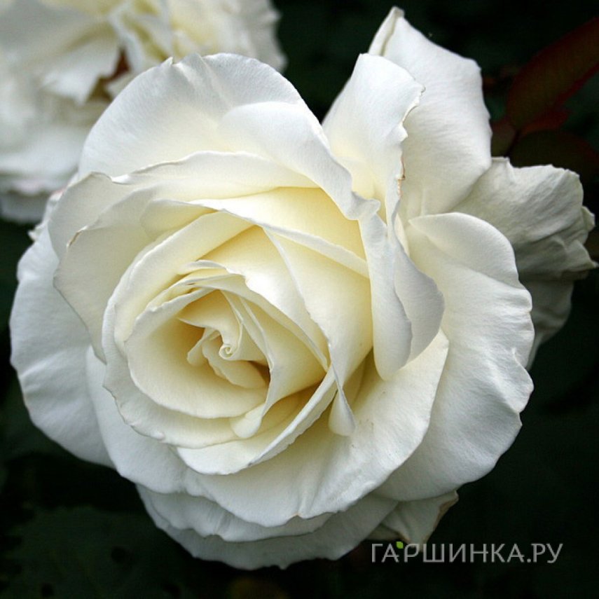 Роза Тинеке чайно-гибридная, Топалович