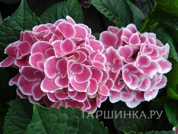 Гортензия Тиволи крупнолистная (макрофила)