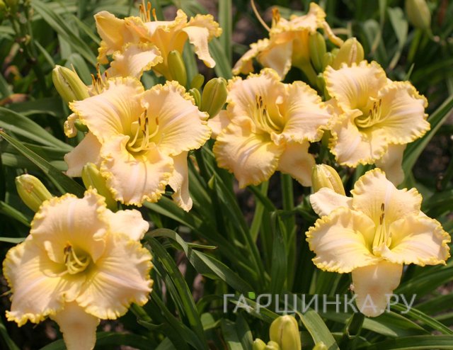 Лилейник Тотал Лук