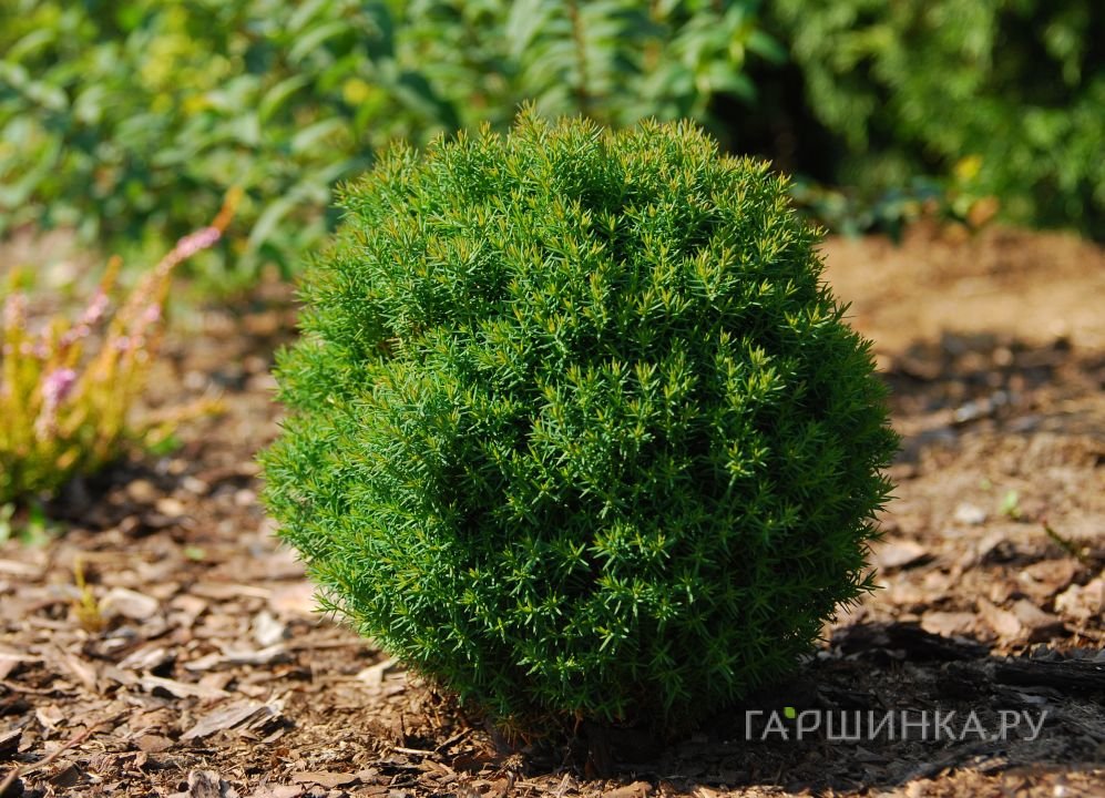Туя шаровидная Тедди