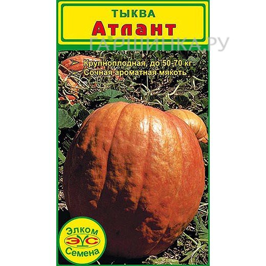 Семена Тыква крупноплодная Атлант (5 сем.)