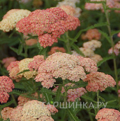 Тысячелистник Лаксчонхейт