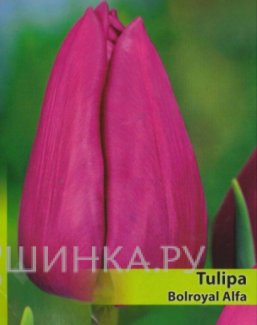 Тюльпан Bolroyal Alfa Триумф 5шт