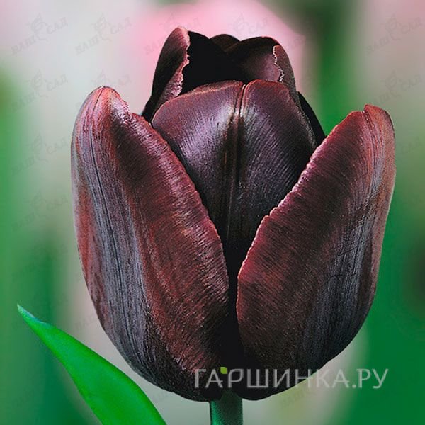 Тюльпан Кафе Нуар 5шт