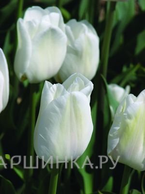 Тюльпан Дарвисноу Дарвина 5шт