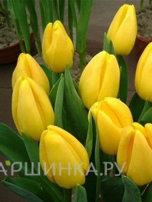 Тюльпан Голден Парад Дарвина 5шт.