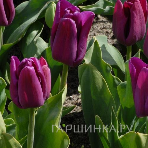 Тюльпан Passio Glossy Триумф 5шт