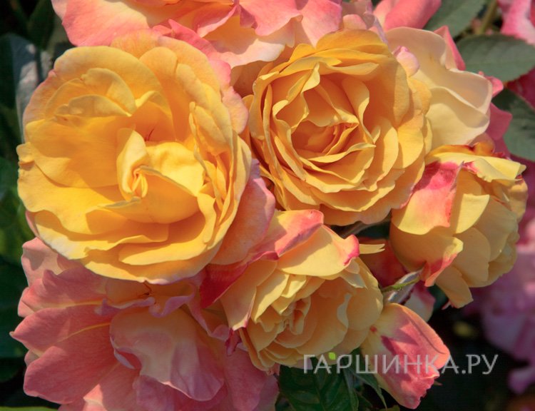 Роза Цыган флорибунда, Топалович