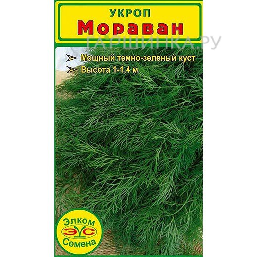 Семена Укроп Мораван (2 гр.)