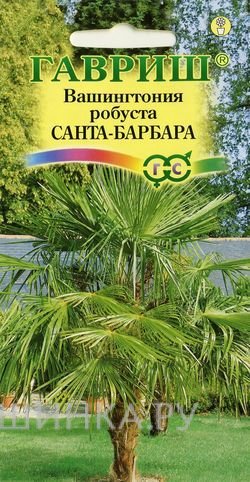 Семена Вашингтония мощная Санта-Барбара 3 шт.