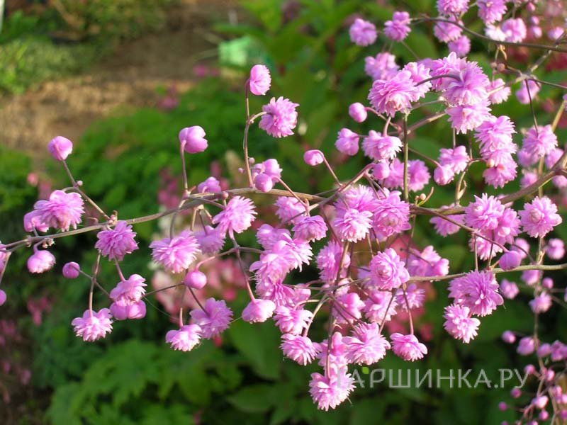 Василистник Хьюитс Дабл