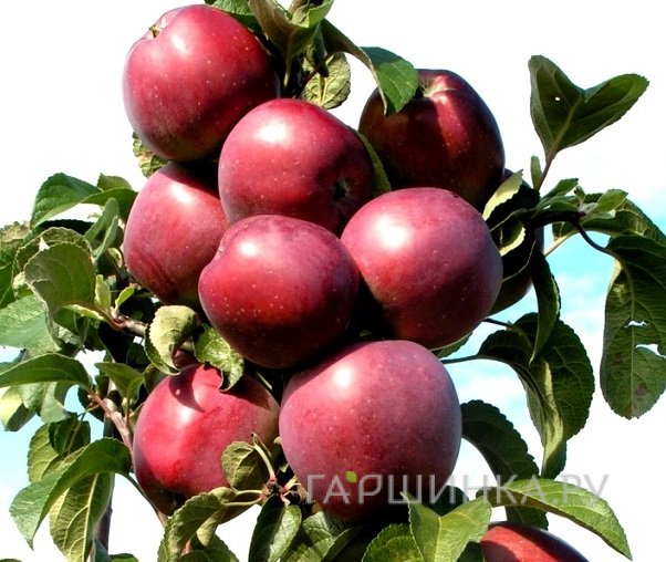 Яблоня Васюган колоновидная