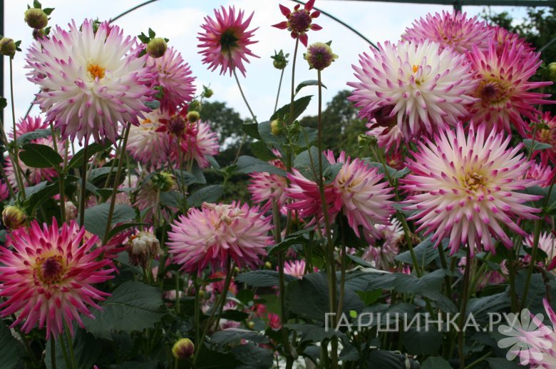 Георгина Веритейбл