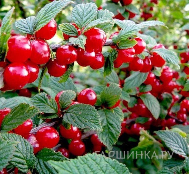 Вишня войлочная