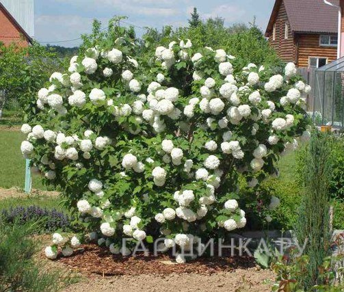 Калина Бульденеж