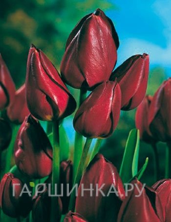 Тюльпан ВоллФлауэр многоцветковый 5шт.