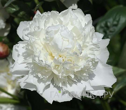 Пион White