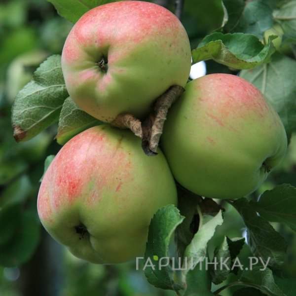 Яблоня Антоновка десертная