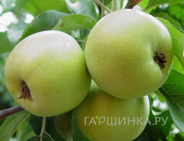 Яблоня Братчуд с/п