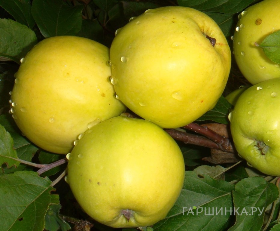 Яблоня Чудное