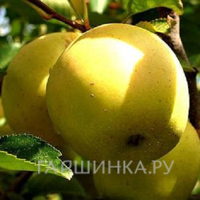 Яблоня Народное