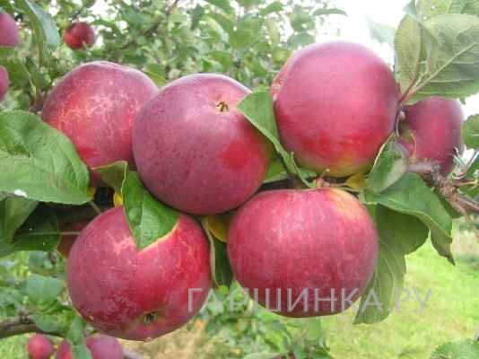 Яблоня Орлик