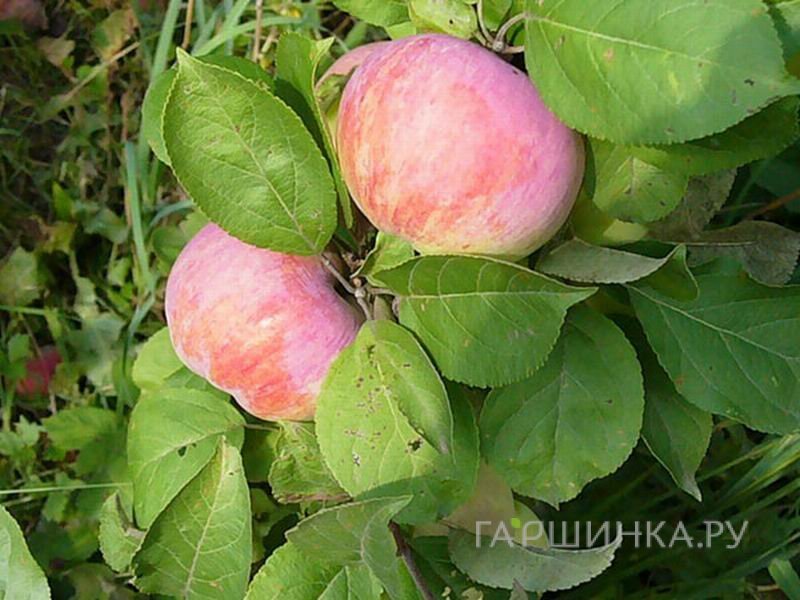 Яблоня Орловим